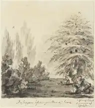 A sketch in charcoal and black ink showing group of tall cyprus and cedar trees (right) and smaller unidentifiable bushes and trees (left)