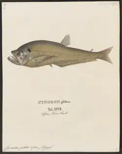Zoological print depicting a fish from the side