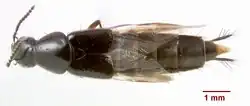 Quedius capucinus