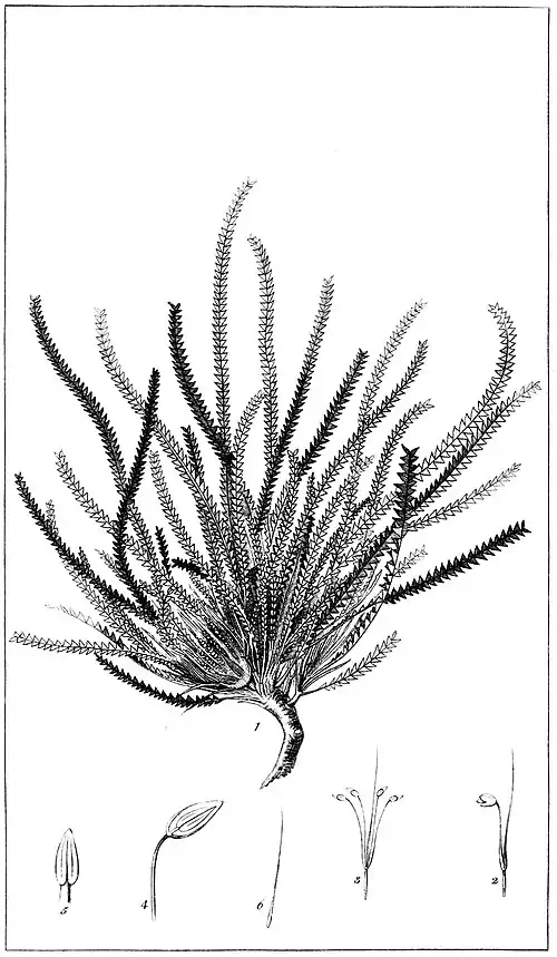 Botanical engraving of a plant with long, thin leaves with small triangular lobes