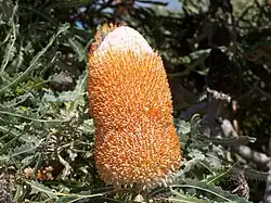 Colour photograph of an "inflorescence" made up of hundreds of small individual orange flowers, or florets, densely packed around a cylindrical axis.