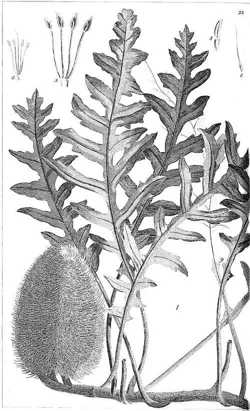 Botanical engraving of a plant with upright, deeply lobed leaves and a large fuzzy seed