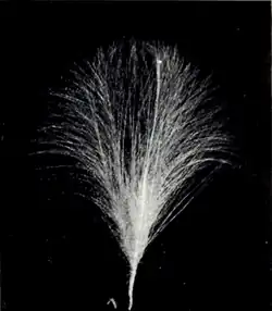 PLUMES FROM BACK OF SNOWY HERON: THE ‘AIGRETTE’ OR ‘OSPREY’ OF COMMERCE