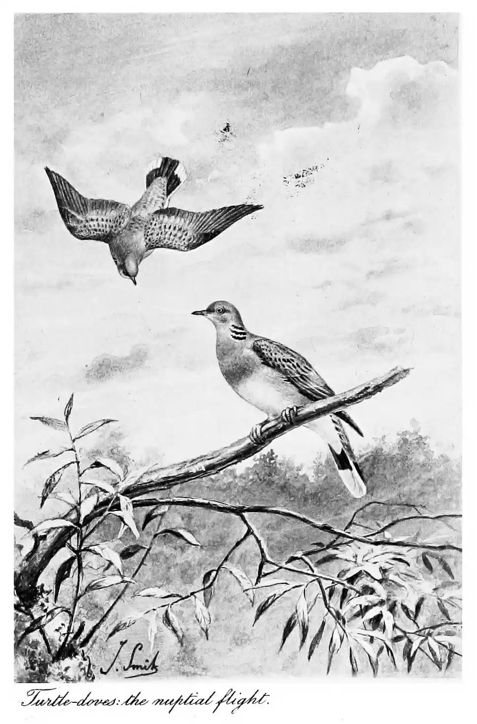 photogravure of Turtle Doves: (Streptopelia turtur) The Nuptial Flight by Joseph Smit