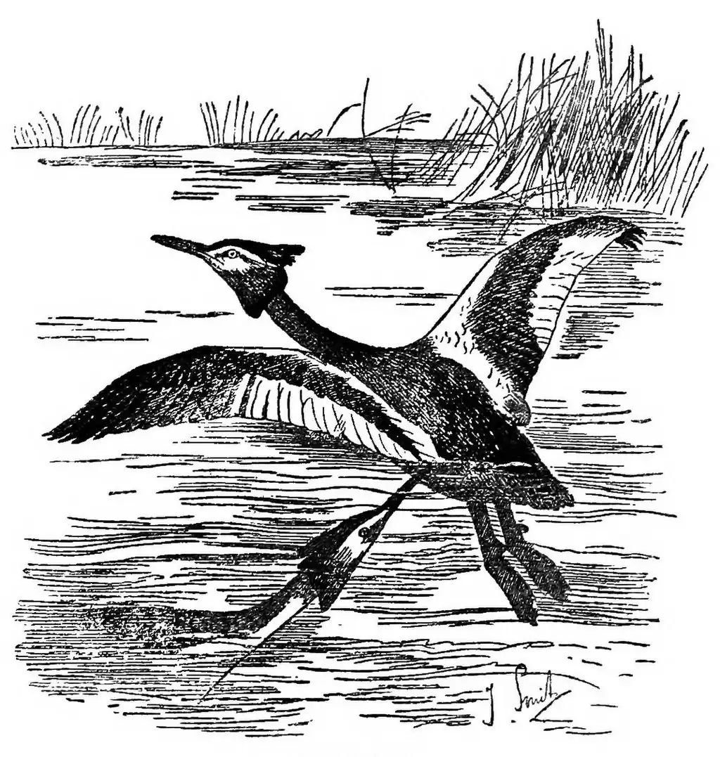 Habet! Great-crested Grebe (Podiceps cristatus) attacked by another under water, by Joseph Smit