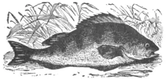 The Perch, Perca fluviatilis.