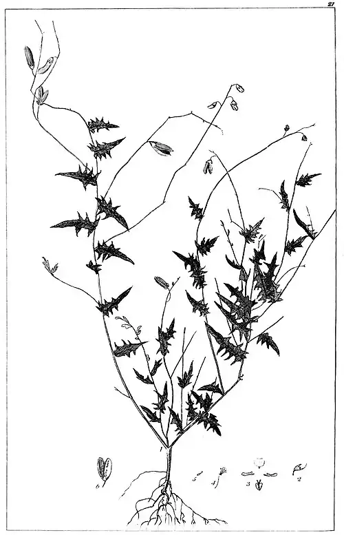 Botanical engraving of Chorizema ilicifolium, a spindly shrub with deeply dentate leaves