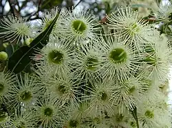 Colour photograph of several flowers, each a white "umbel" (multiple flower stalks radiating from a common point) with a green centre.