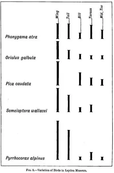 Fig. 8.—Birds in Leyden Museum