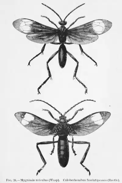 FIG. 26.—Mygnimia aviculus (Wasp). Coloborhombus fasciatipennis (Beetle).