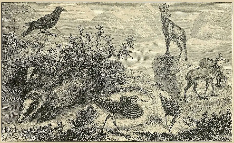 THE ALPS OF CENTRAL EUROPE, WITH CHARACTERISTIC ANIMALS.