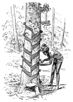 Fig. 2.—Tapping, herring-bone system.