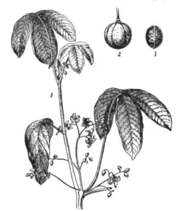 Fig. 3.—Manihot Glaziovii. 1, branch with flowers; 2, fruit; 3, seed.