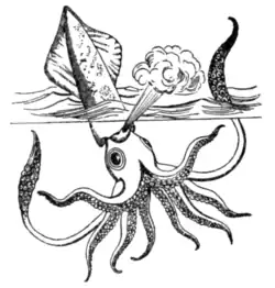 Fig. 3.—Squid, rearing itself out of the water.