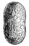 Fig. 6.—Cocoon of Bombyx mori.