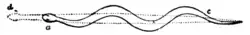 Fig. 1.—Diagram of Natural Locomotion of a Snake.