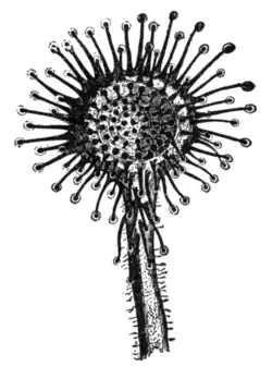 Fig. 1.—Leaf of Sundew (Drosera rotundifolia).