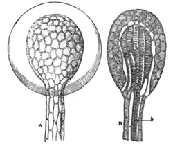 Fig. 3.—Glands of Sundew magnified. A, External aspect with drop of secretion; B, Internal structure.