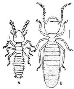 Fig. 1.—A, newly hatched termite; B, worker termite; Termes nemorosus.