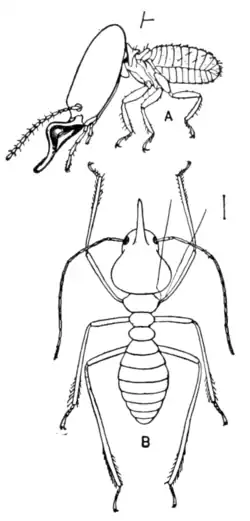 Fig. 2.—A, mandibulate soldier of Termes nemorosus; B, nasute soldier of T. hospitalis.