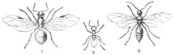 Fig. 1.—Wood Ant (Formica rufa). 1, Female; 2, Male; 3, Neuter.