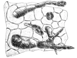 Fig. 2.—Microscopic Structure of Tobacco Leaf.