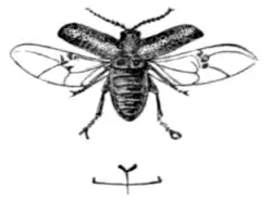 Turnip fly (Haltica nemorum).