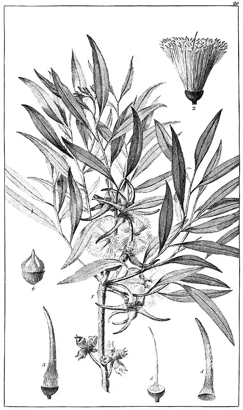 Botanical engraving of Eucalyptus cornuta branch and reproductive structures