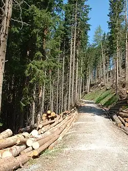 Photograph of a road through a forest lined with logs.