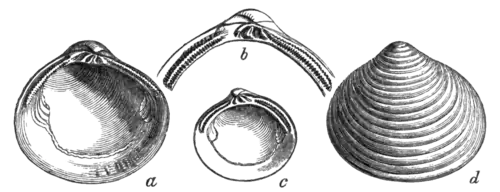 Geological Evidences of the Antiquity of Man Fig. 17.png