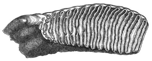Geological Evidences of the Antiquity of Man Fig. 18.png