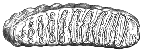 Geological Evidences of the Antiquity of Man Fig. 19.png