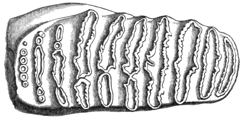 Geological Evidences of the Antiquity of Man Fig. 20.png