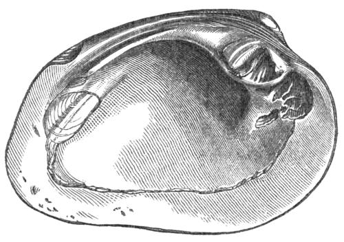 Geological Evidences of the Antiquity of Man Fig. 22.png