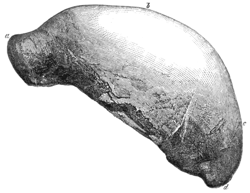 Geological Evidences of the Antiquity of Man Fig. 3.png