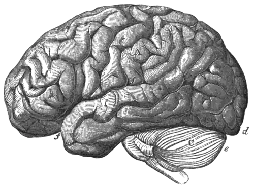 Geological Evidences of the Antiquity of Man Fig. 58.png