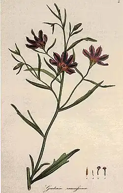 Colour drawing of a thin-stemmed plant with long leaves and dark red flowers.