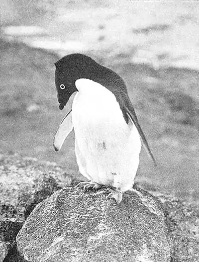 Photograph of an Adélie penguin standing on a rock with its head cocked to the side