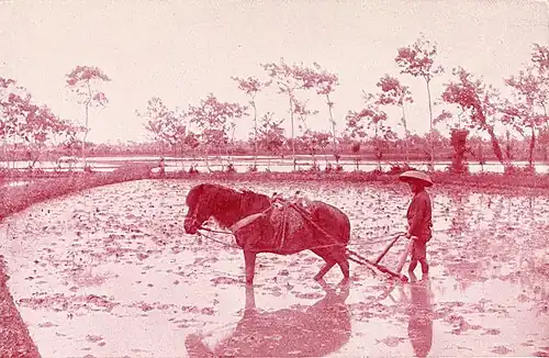 Raking a Rice Field