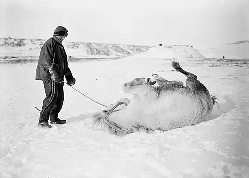 Photo of a man with a lead standing over a pony rolling on its back