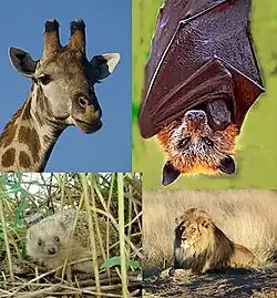Collage of colour photographs. Clockwise from the upper left: Giraffe (Giraffa camelopardalis), Golden-capped Fruit Bat (Acerodon jubatus), Lion (Panthera leo) and West European Hedgehog (Erinaceus europaeus}