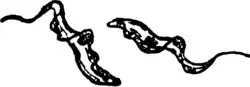 Trypanosoma