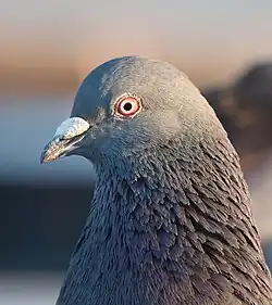 Close-up photograph of the head and neck of a pigeon looking left