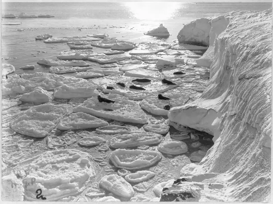 Photo looking down on seals lying on blobby sea ice with a glacier edge on the right