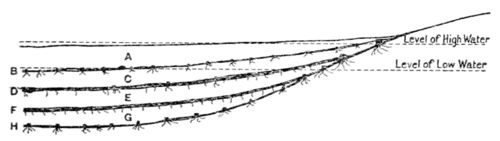 Submerged forests (1913), 021.png