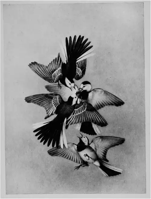 Territory in bird life p131