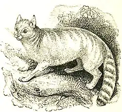 An engraving of a wild cat.