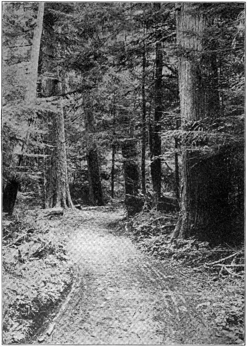 The road between Ashford and Longmire Springs.