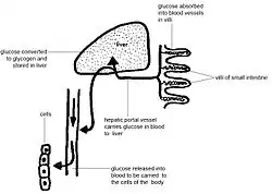 Anatomy_and_physiology_of_animals_Control_of_glucose_by_the_liver