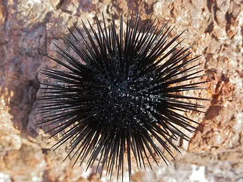 The sea urchin Arbacia lixula